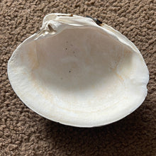 Ocean Quahog Clam Shells