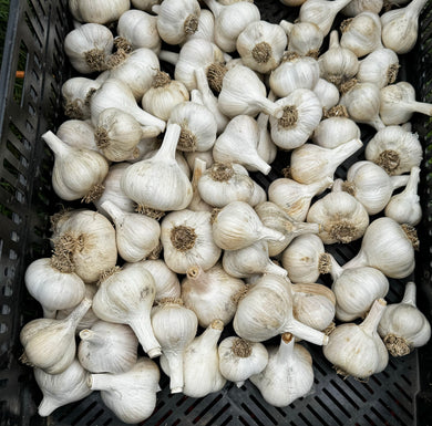 Organic Katterman Garlic (Pre-Order)