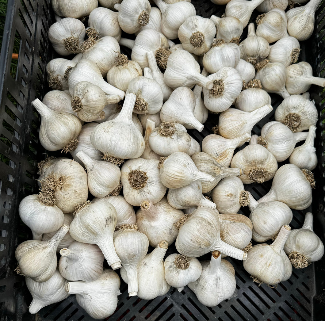 Organic Katterman Garlic (Pre-Order)