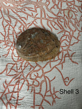 Vintage Large Abalone Sea Shell