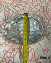 Vintage Large Abalone Sea Shell