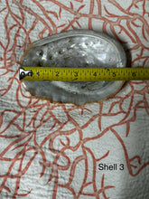 Vintage Large Abalone Sea Shell