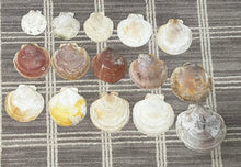 Atlantic Scallop Shells