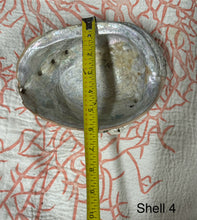 Vintage Large Abalone Sea Shell