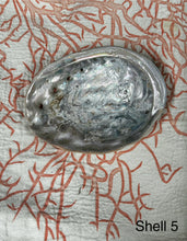 Vintage Large Abalone Sea Shell
