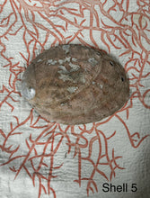 Vintage Large Abalone Sea Shell