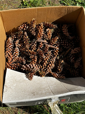 Eastern White Pine pinecones