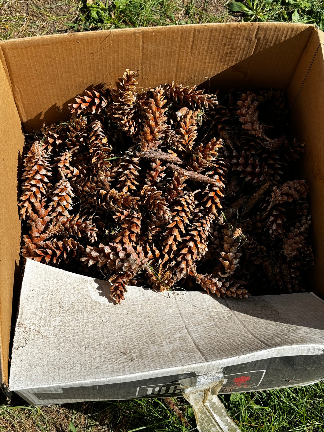 Eastern White Pine pinecones