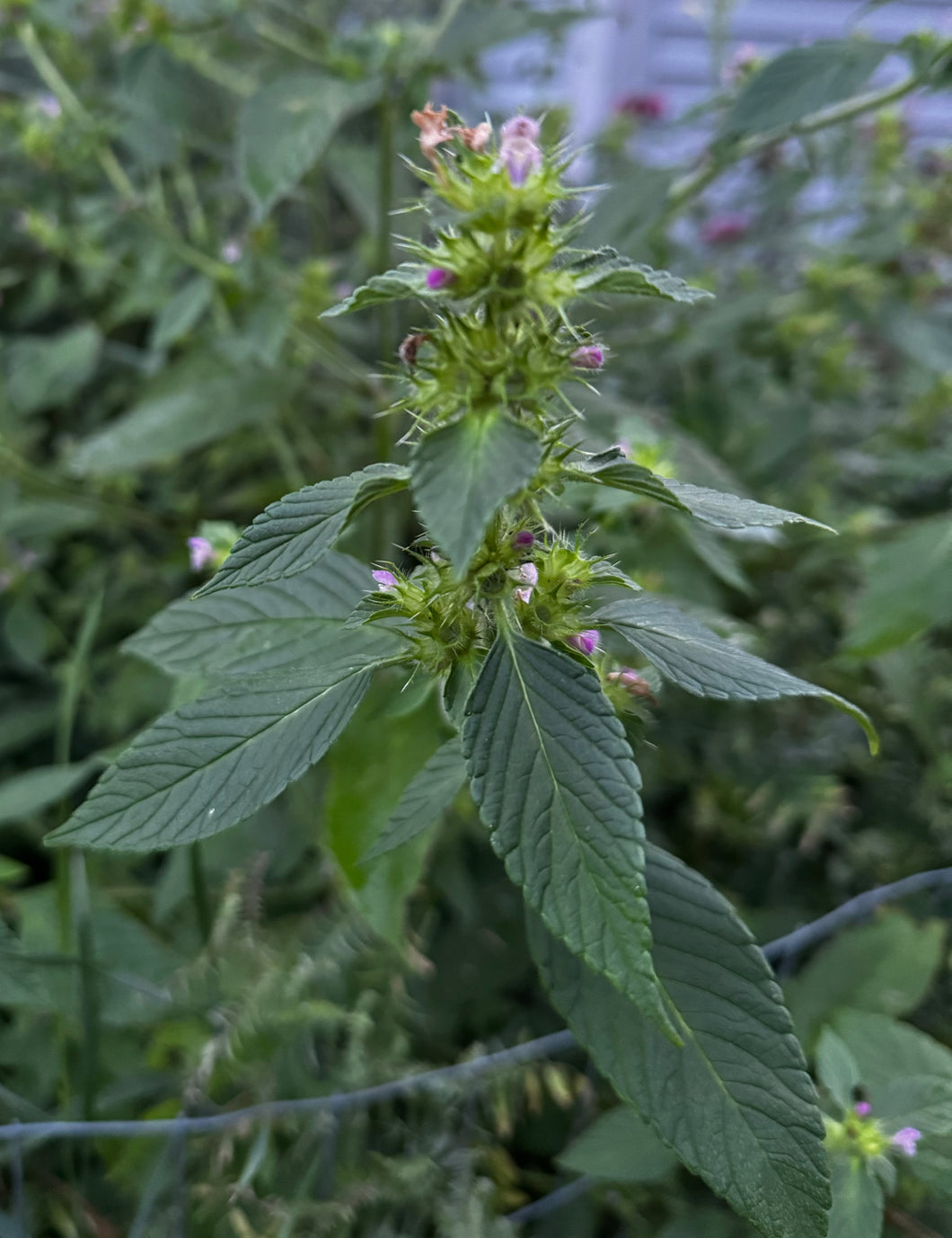 Dried Hemp Nettle Leaves