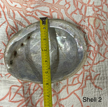 Vintage Large Abalone Sea Shell