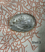 Vintage Large Abalone Sea Shell