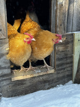 Hatching Eggs