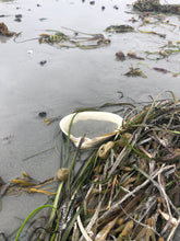 Atlantic Surf Clam Shells from Maine