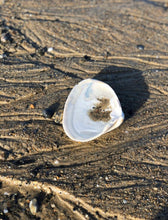 Atlantic Surf Clam Shells from Maine