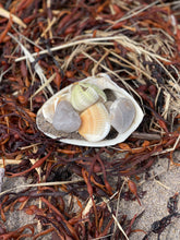 Atlantic Surf Clam Shells from Maine