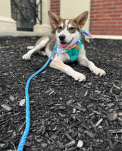 Blue Float Rope Plain Maine Leash