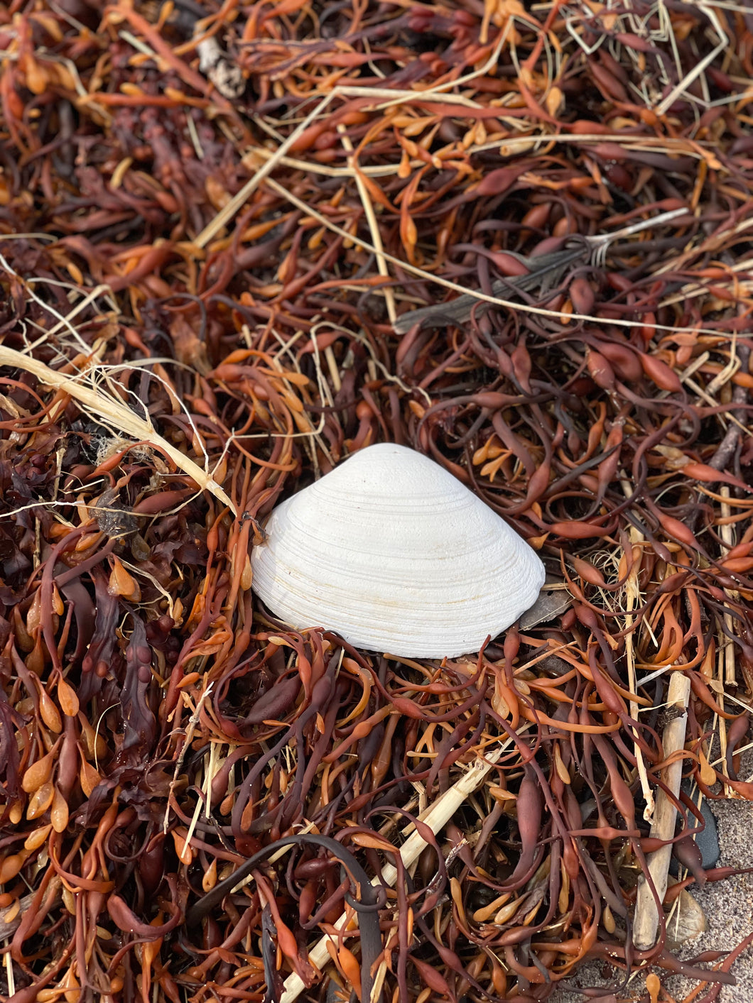 Atlantic Surf Clam Shells from Maine – WashAshore Store