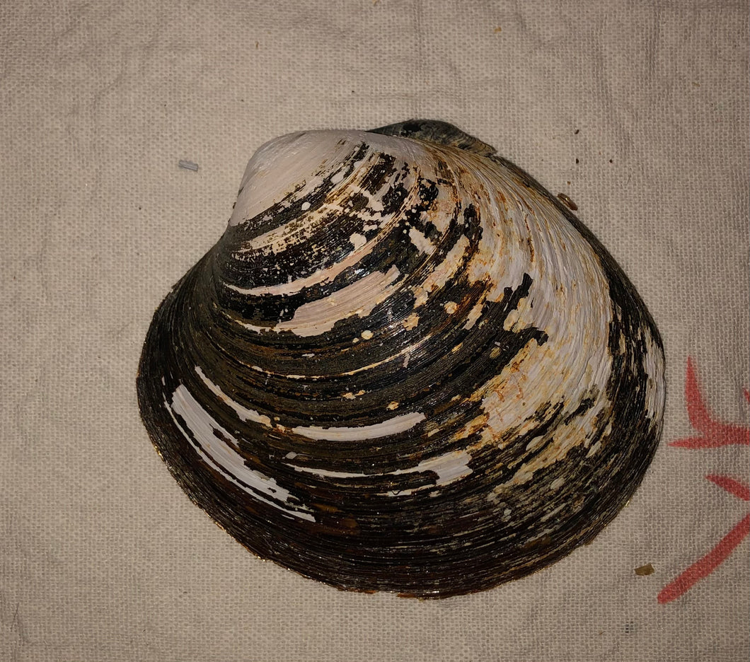 Ocean Quahog Clam Shells