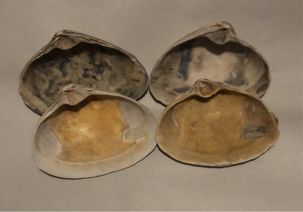 Atlantic Clam Shells from Quogue, New York