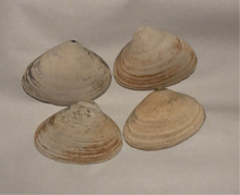 Atlantic Clam Shells from Quogue, New York