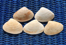 Atlantic Surf Clam Shells from Maine