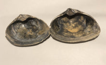 Atlantic Clam Shells from Quogue, New York