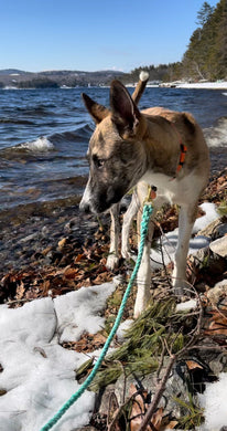 Maine Port Line Leash